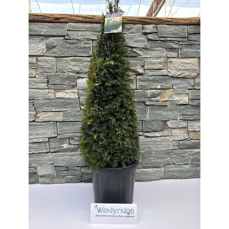 Taxus baccata  70-80 CM PYR D10