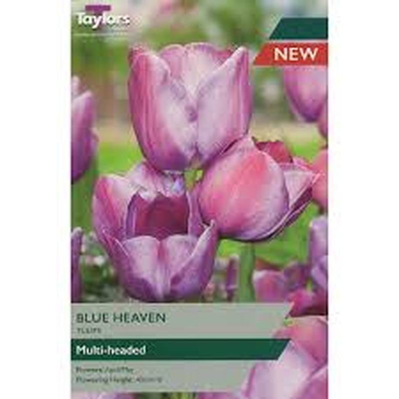 TULIP BLUE HEAVEN X 6