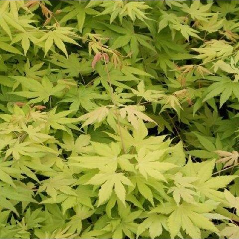 ACER PALM.  CASCADE GOLD  (PBR)