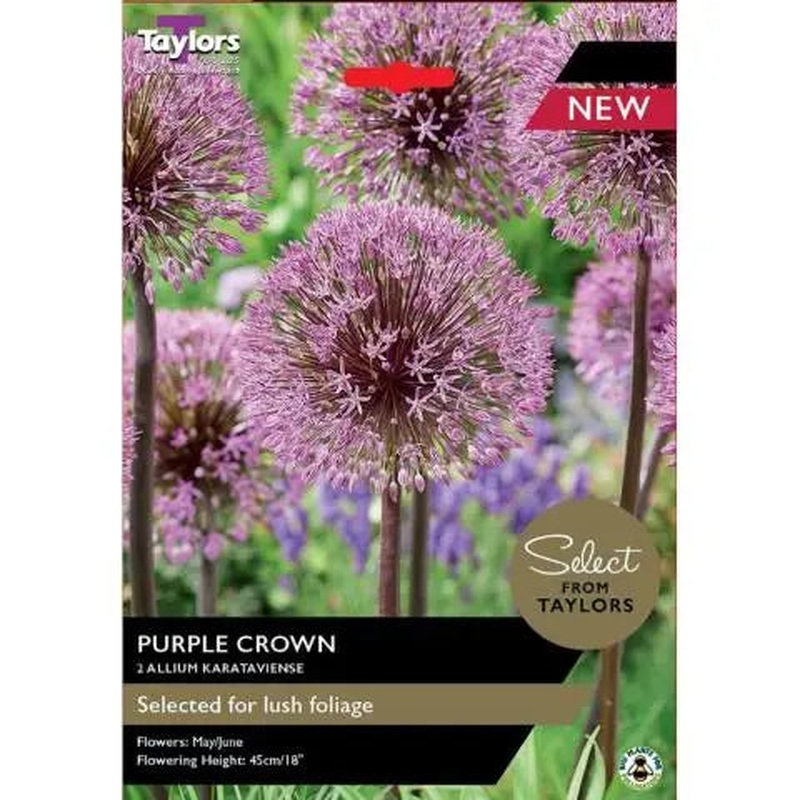 ALLIUM KARATAVIENSE PURPLE CROWN 2