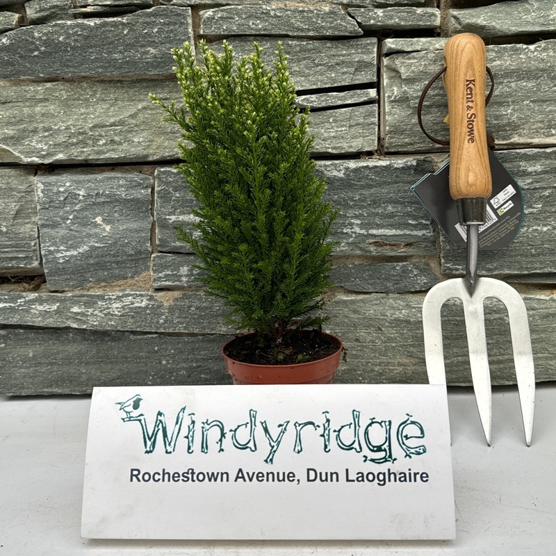 Chamaecyparis laws. Snow White