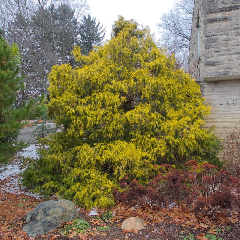 Chamaecyparis pis. Filifera Aurea