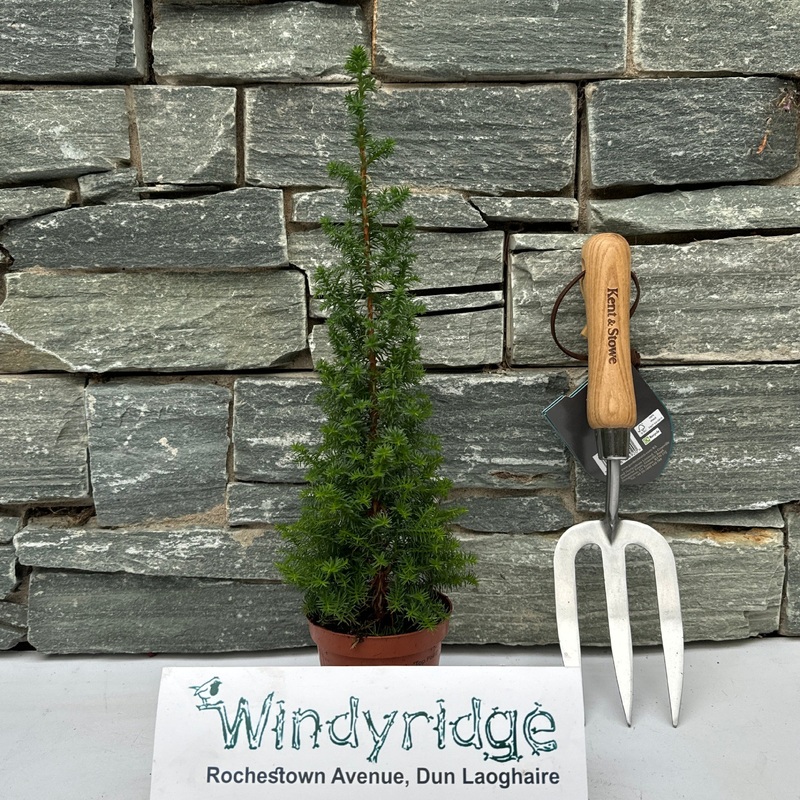 Chamaecyparis thyoides Top Point