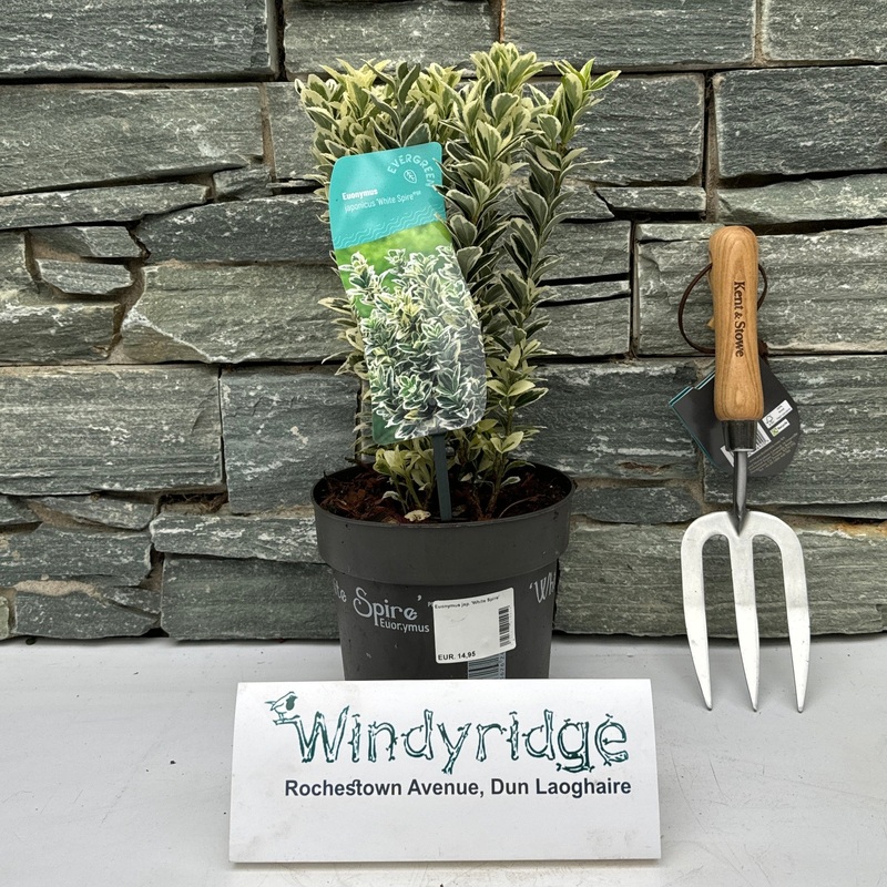 Euonymus jap. White Spire