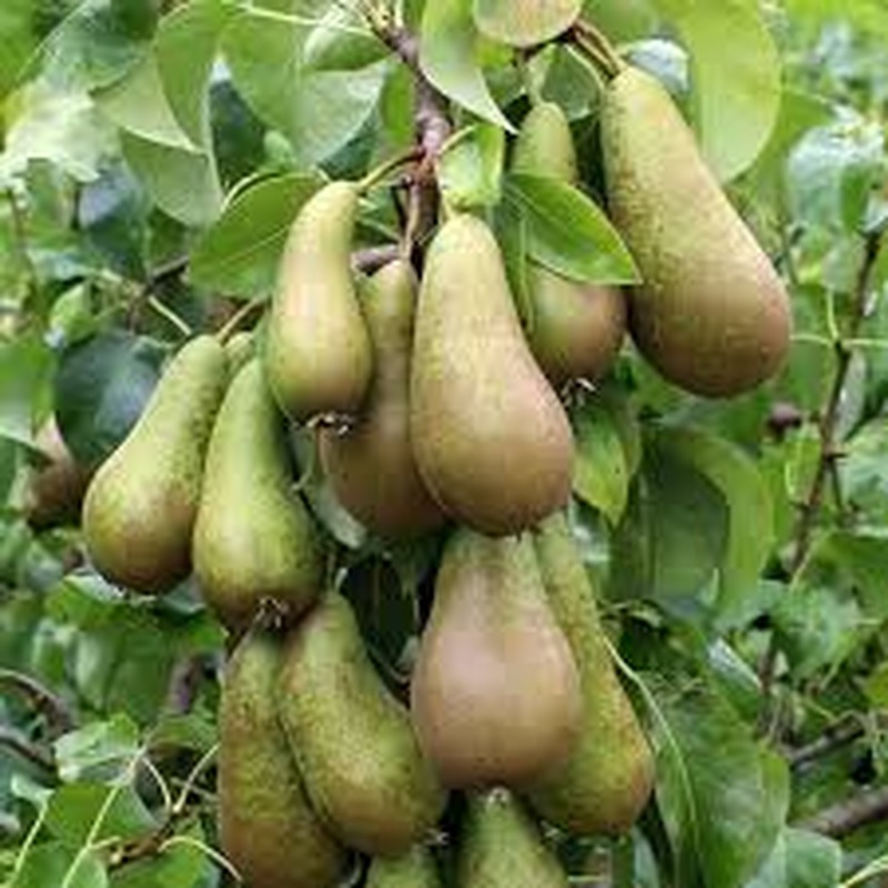PEAR CONFERANCE