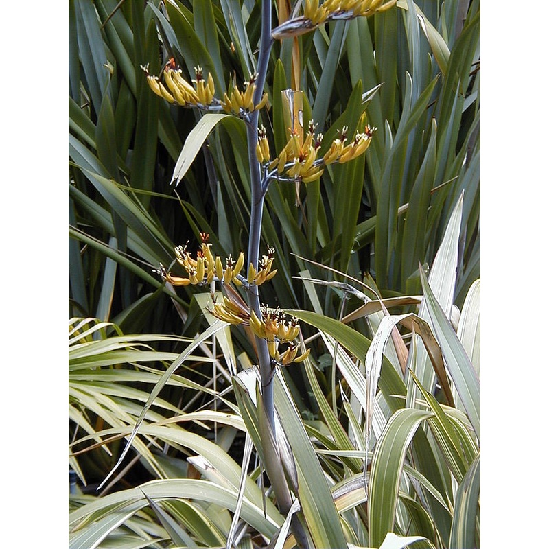 PHORMIUM Tricolor   40/50  3L