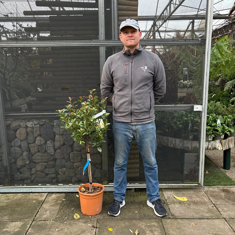 PHOTINIA Carre Rouge   Mini std  LV9