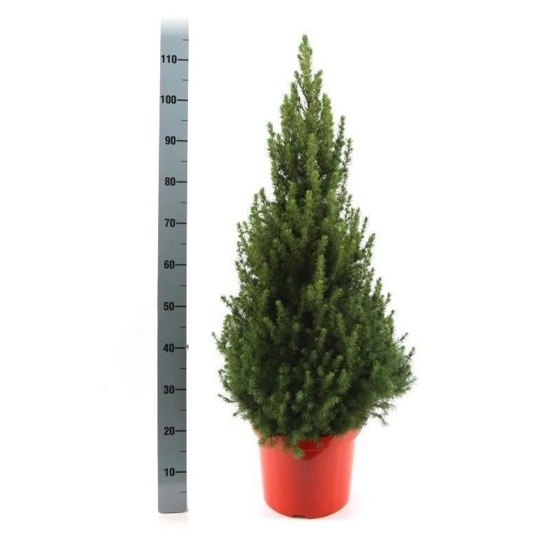 Picea glauca December  C3, red pot