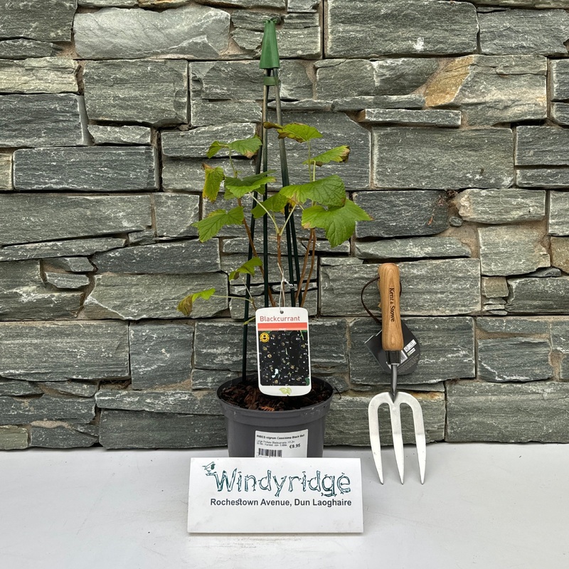 RIBES nigrum Cassisima Black Bell (Blackcurrant)