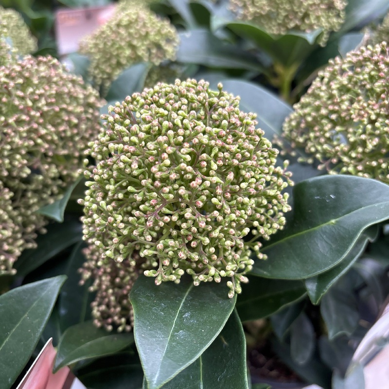 Skimmia jap. Fragrant Cloud  1.5 Ltr pot