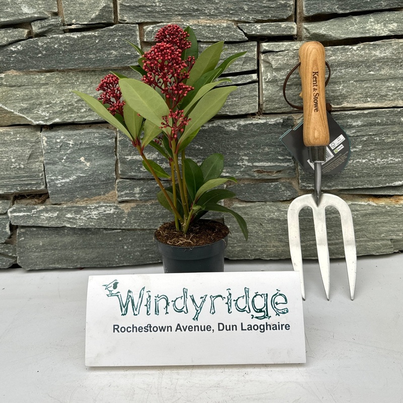 Skimmia jap. Rubella  P9, 23 flwr.