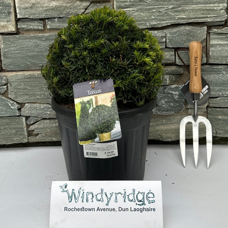 Taxus baccata  25 CM BALL D5