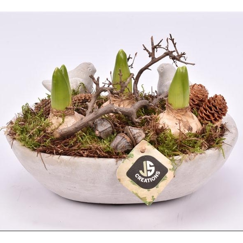 Arr. Hyacinthus Cement bowl 25x16cm