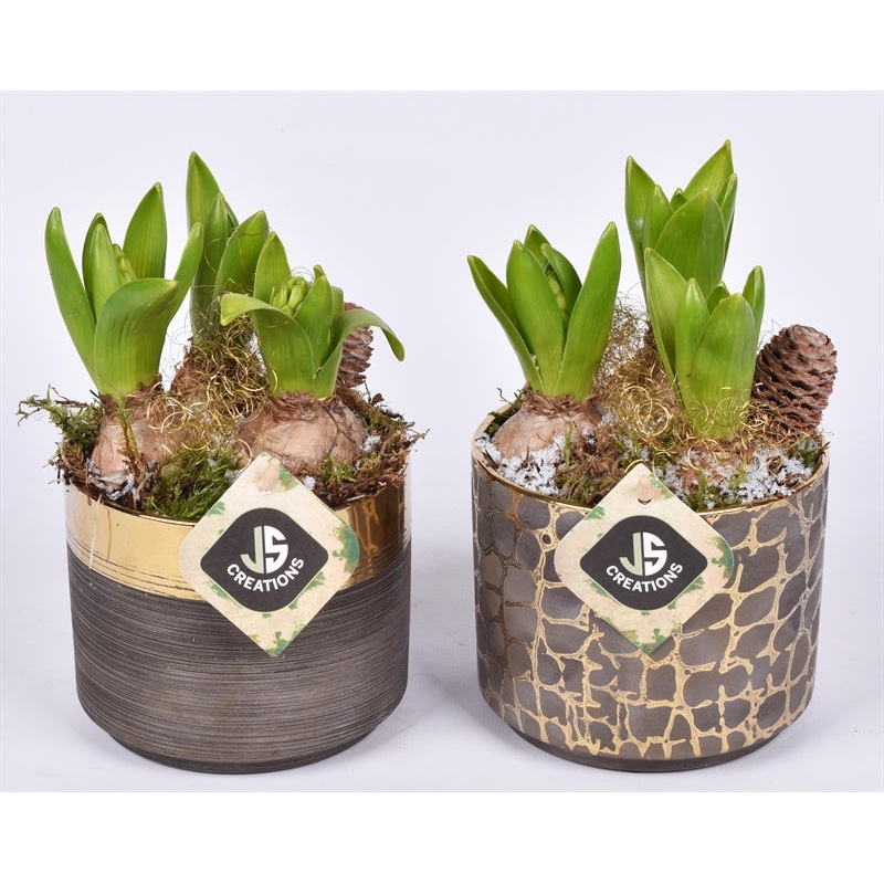 Arr. Hyacinthus ceramic gold look 13 cm