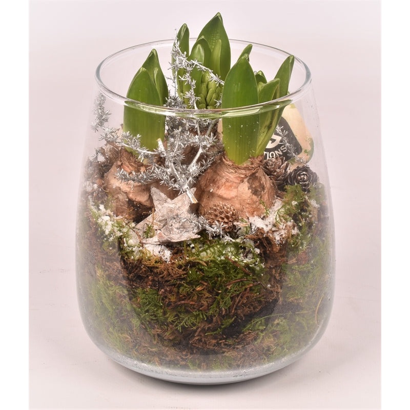 Arr. Hyacinthus glass vase 14cm/ h 17cm