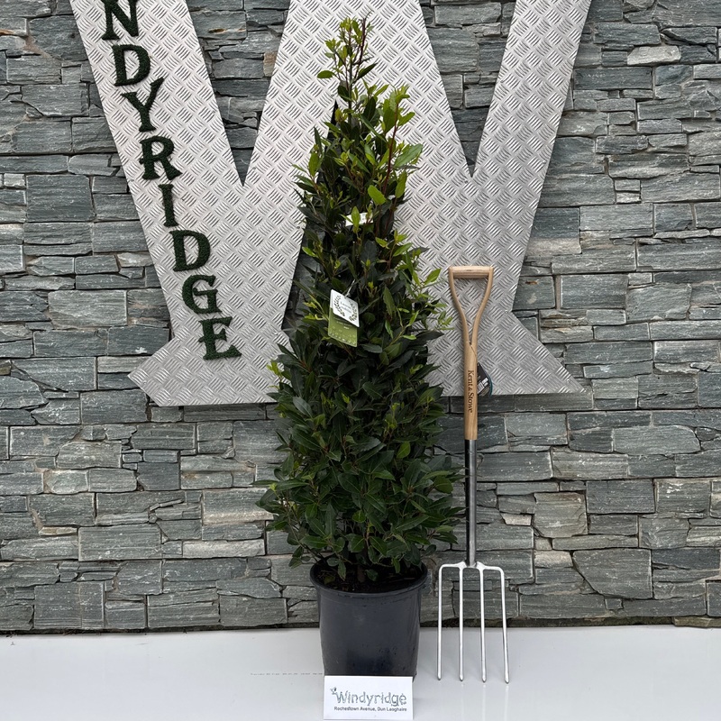 Bay Pyramid  P30150 CM PYR