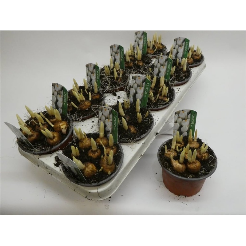 Crocus vernus Jeanne d Arc