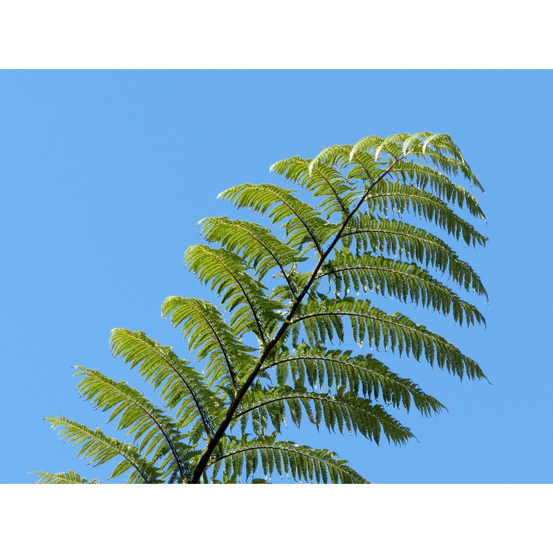 Cyathea medullaris 45 litres