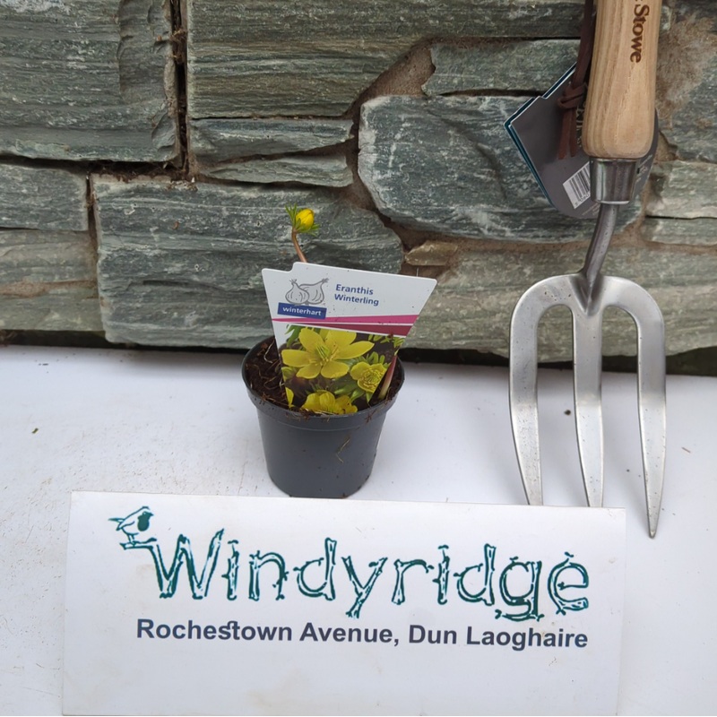 Eranthis hyemalis with label