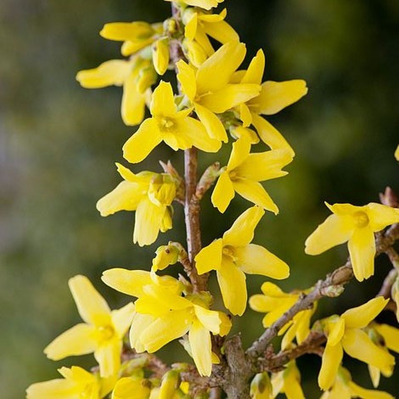 Forsythia int. Spectabilis  3 Ltr pot