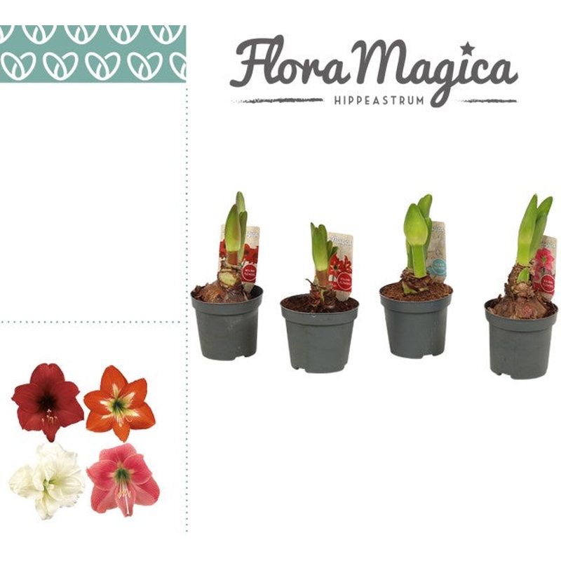 Hippeastrum Kolibri red  P9 - 2 buds