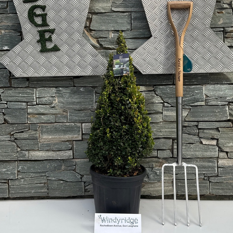 Ilex crenata Caroline Upright  60-70 CM PYR D10