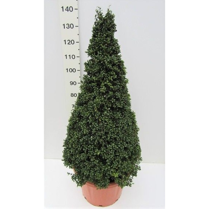 Ilex crenata Convexa  80-90 CM PYR C18