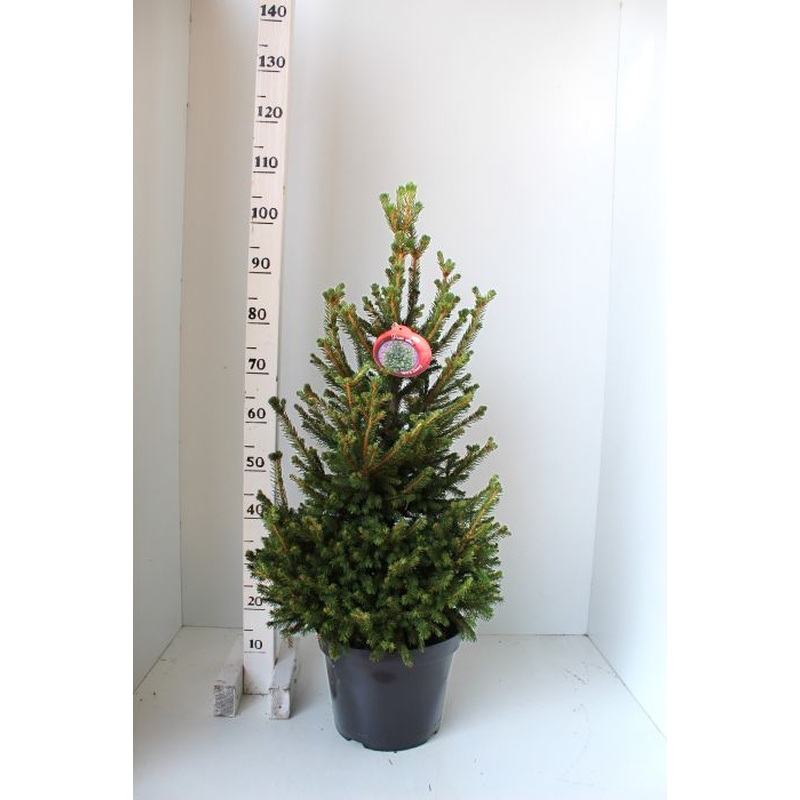 Picea abies Wills Zwerg  60-70 CM C7.5