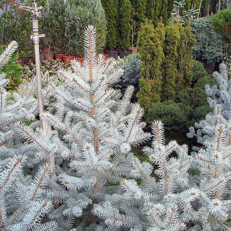 Picea pungens Edith  50-60 CM C7.5