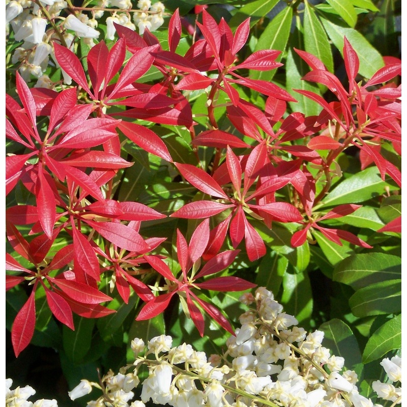 PIERIS JAPONICA MOUNTAIN  FIRE