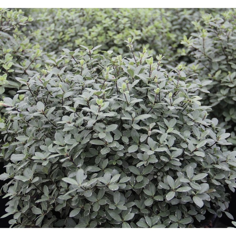 PITTOSPORUM T. SILVER BALL