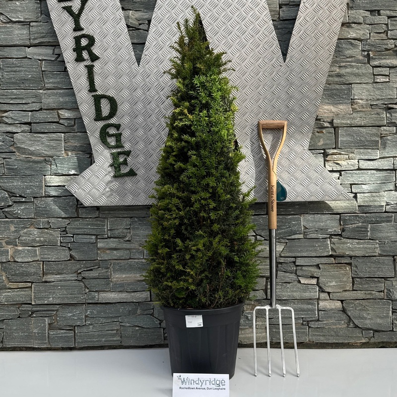 Taxus baccata 120-130 CM PYR C30