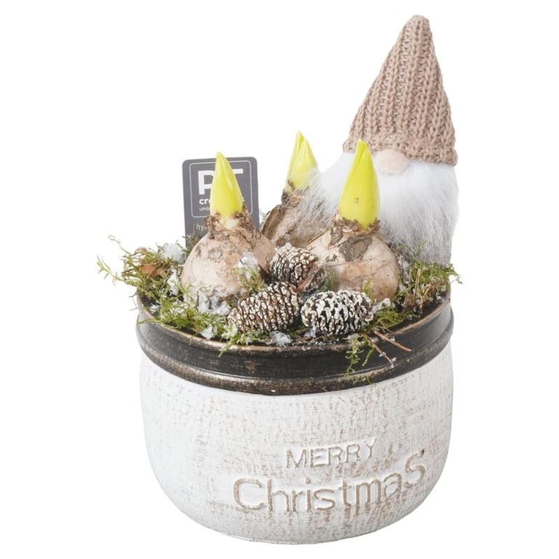 X-mas Hyacinthus  2181
