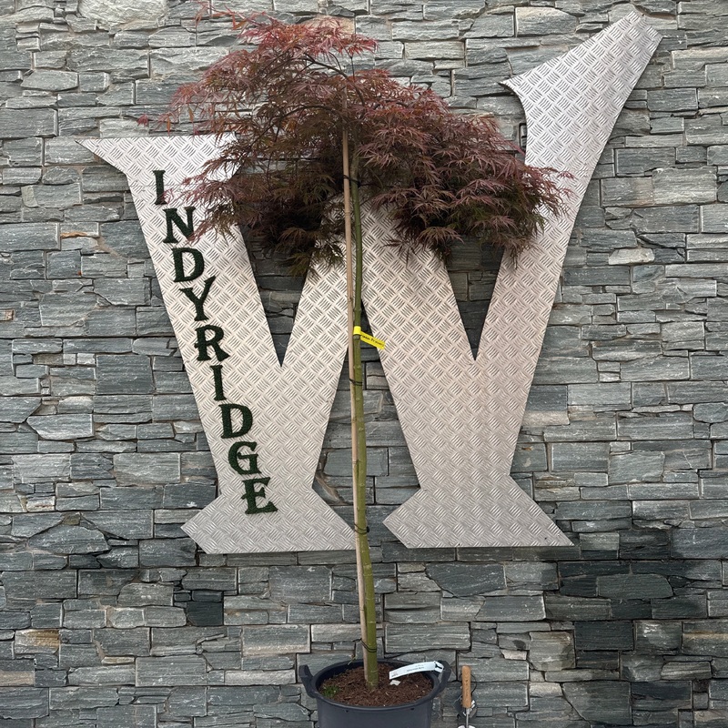 Acer pal. Crimson Princess 150 cm st. C 30L