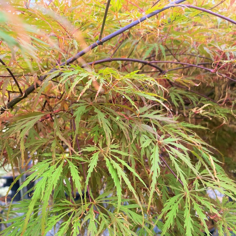 Acer pal. Dissectum Flavescens 150 cm st. C 30L