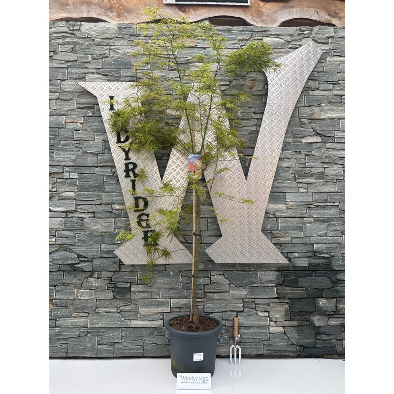 Acer pal. Linearilobum 150-175 cm 25L