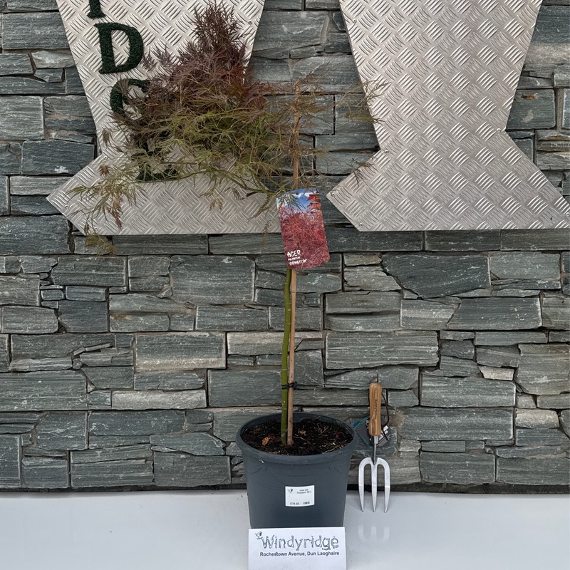 Acer pal. Ornatum 60 cm st. Deco 10L.