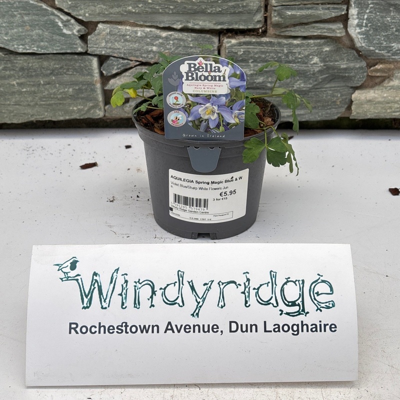 AQUILEGIA Spring Magic Navy & White