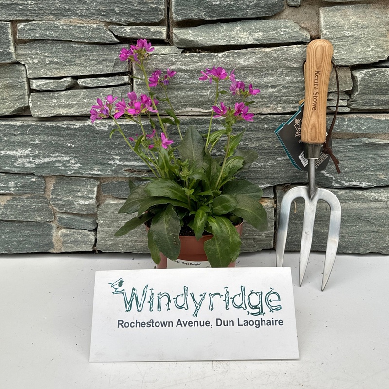 Arabis bl. Rose Delight