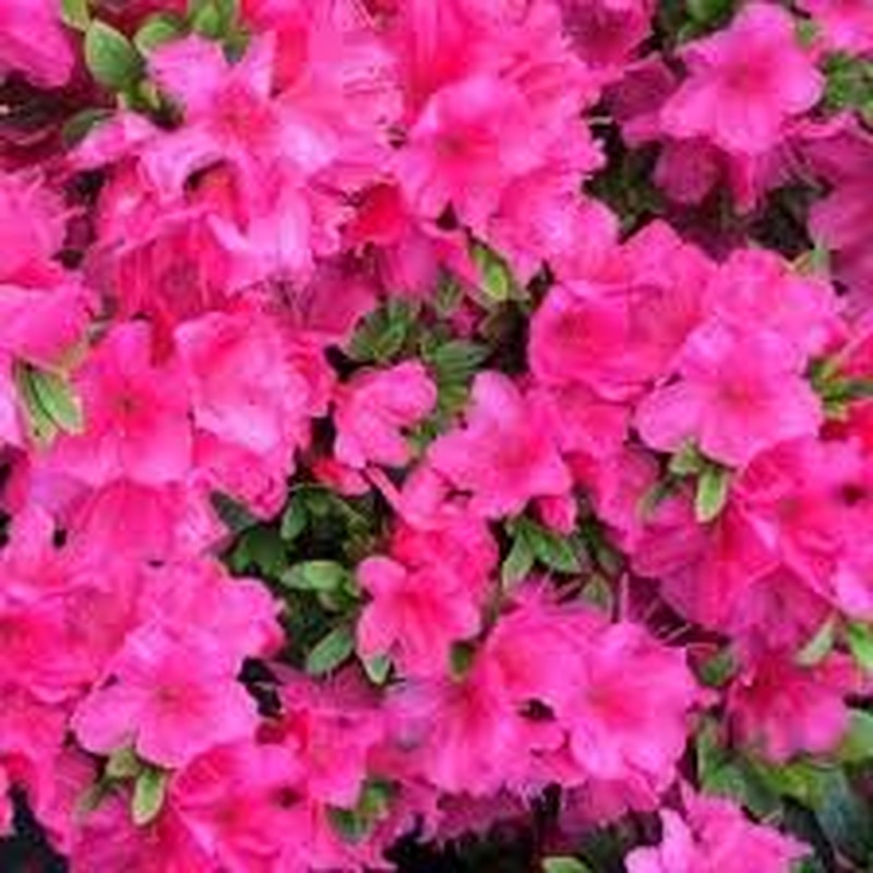 Azalea Anne Frank  30-35cm
