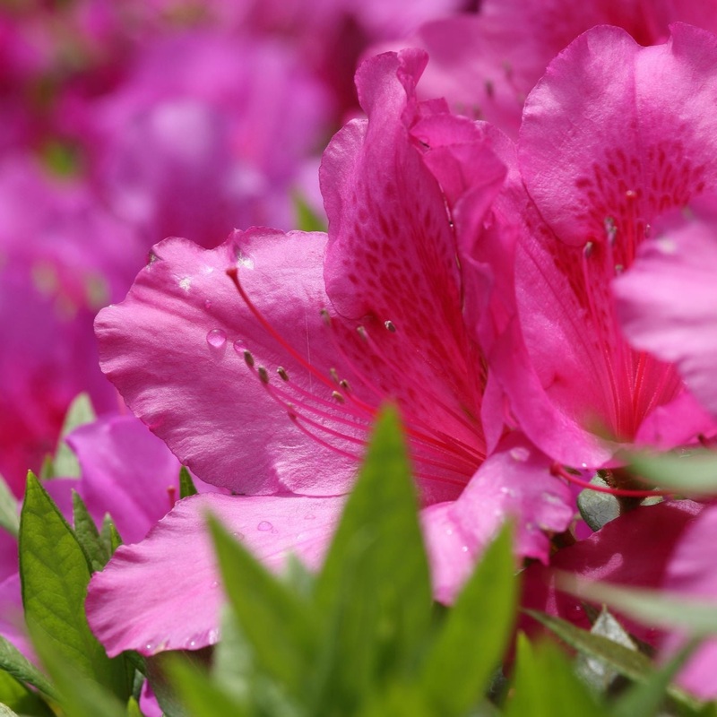 Azalea Anouk  30-35cm