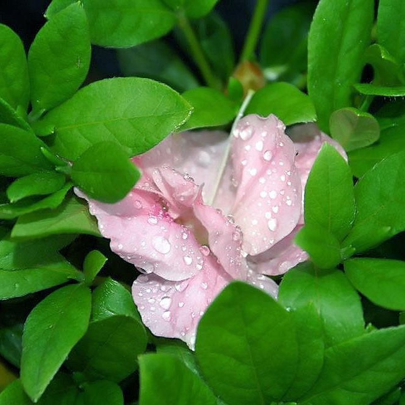 Azalea Nancy of Robin Hill  30-35cm