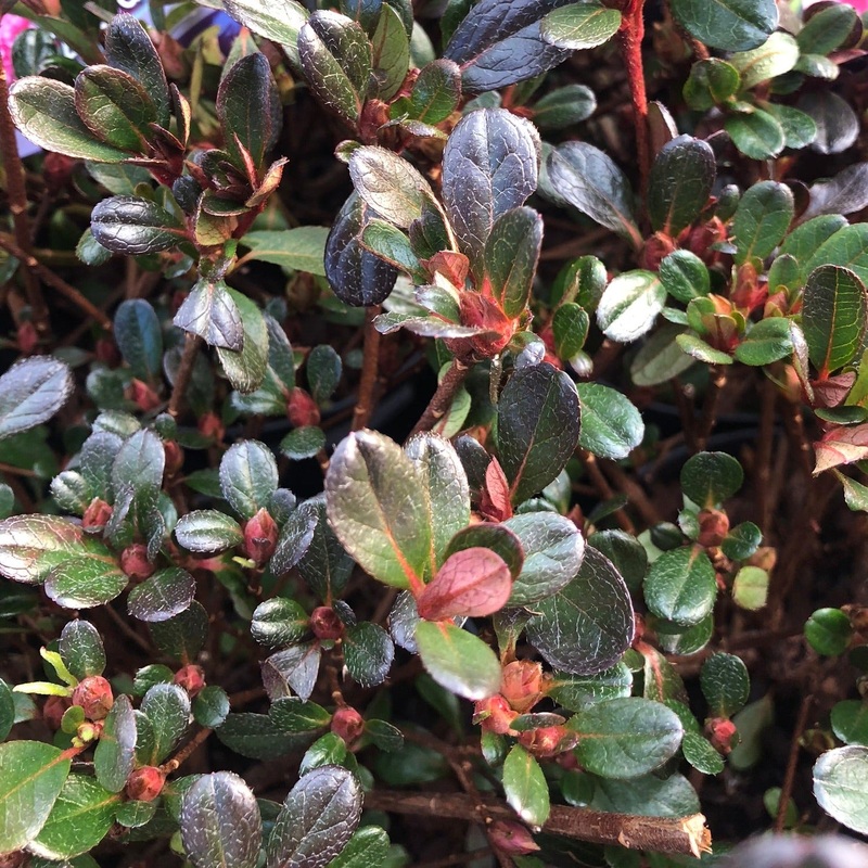 Azalea Rokoko  30-35cm