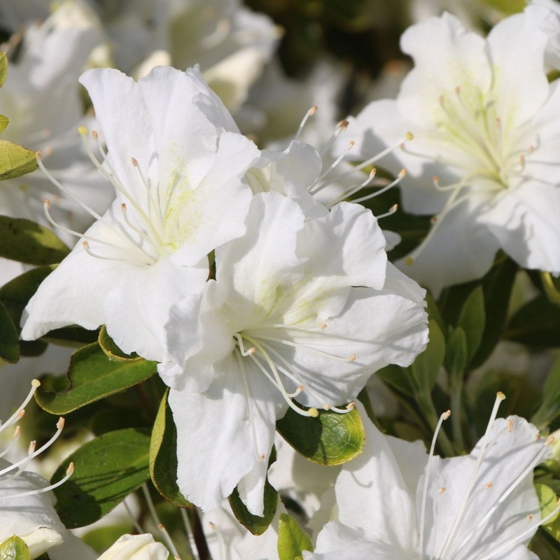 Azalea Schneewitchen  30-35cm