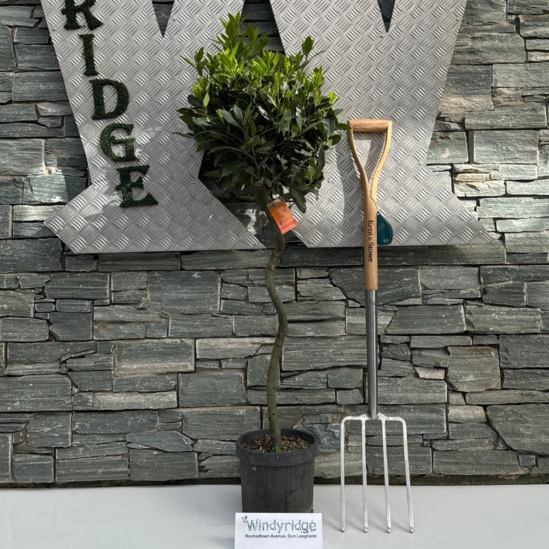 Bay Standard 1/2 Spiral Stem 35/40 Dia. pot 20cm