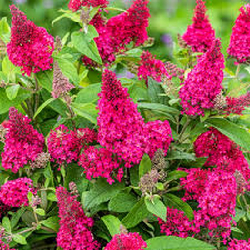 Buddleja Butterfly Candy Little MIX