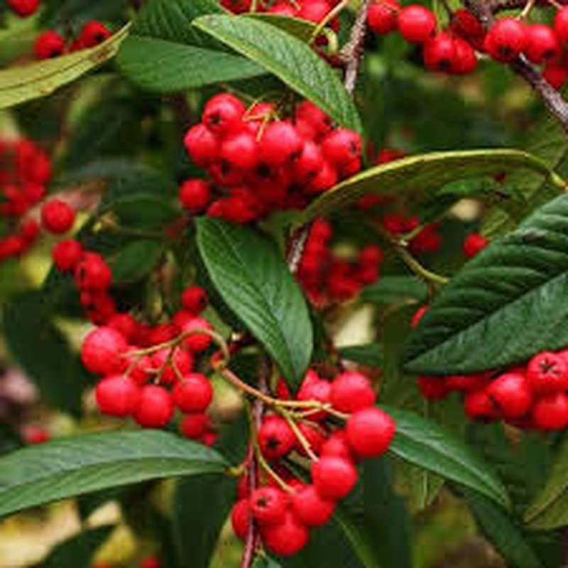 COTONEASTER CORNUBIA