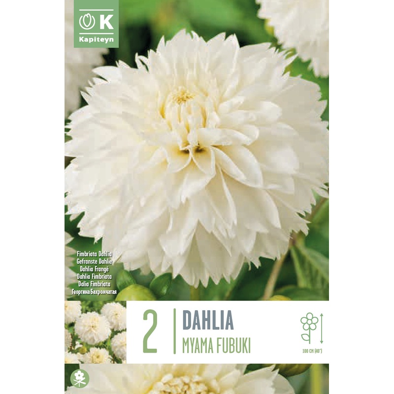 DAH MYAMI FUBUKI x 2