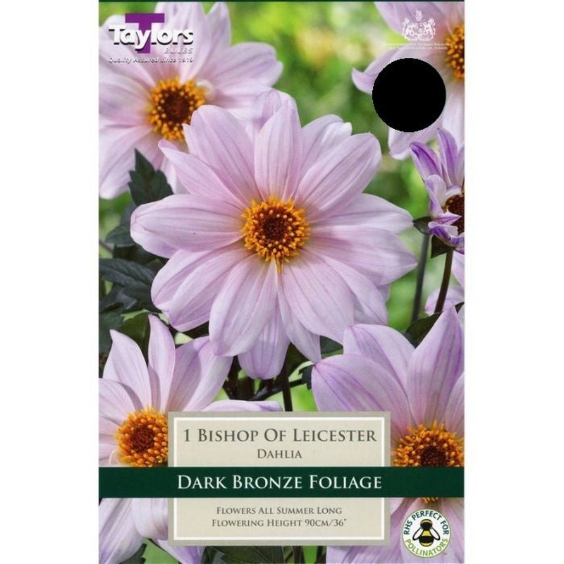 DAHLIA BISHOP OF LEICESTER X 1