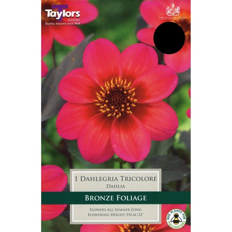 DAHLIA DAHLEGRIA TRICOLORE X 1